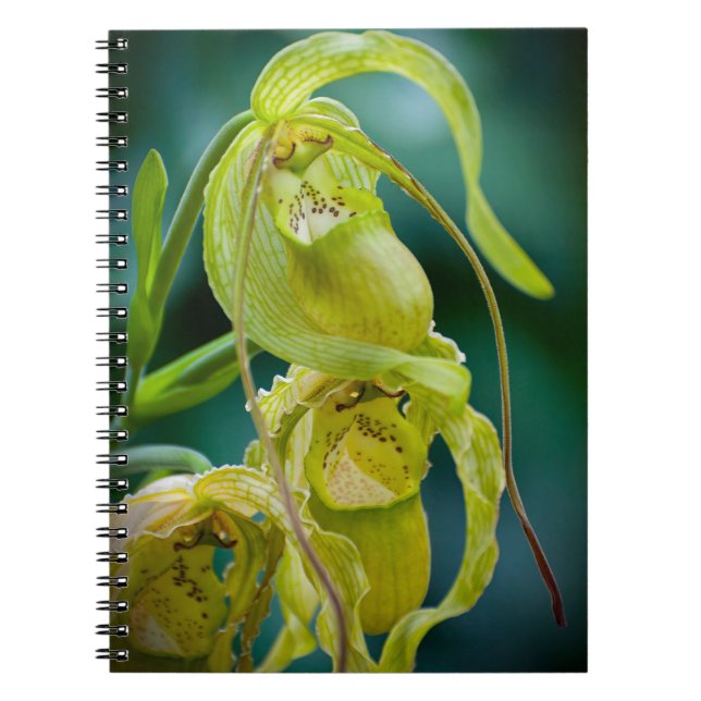 Green Lady Slipper Orchid Notebook (Front)