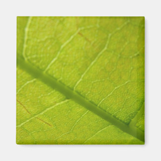 Green Leaf Abstract Nature Photography Magnet