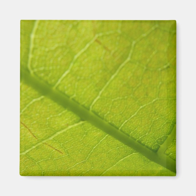 Green Leaf Abstract Nature Photography Magnet (Front)