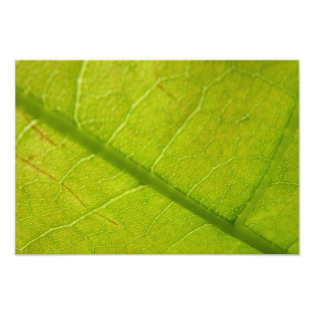 Green Leaf Botanical Nature Photography Photo Print (Front)