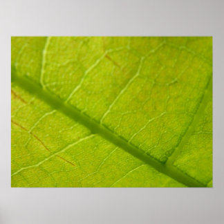 Green Leaf Botanical Nature Photography Poster