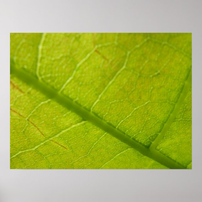 Green Leaf Botanical Nature Photography Poster (Front)