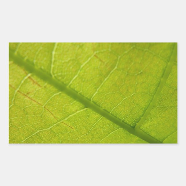 Green Leaf Botanical Nature Photography Rectangular Sticker (Front)
