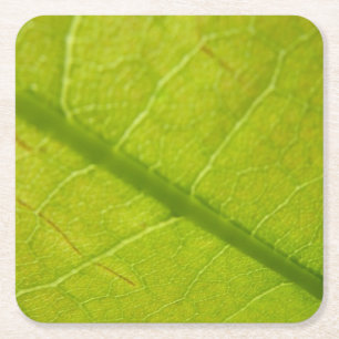 Green Leaf Botanical Nature Photography Square Paper Coaster