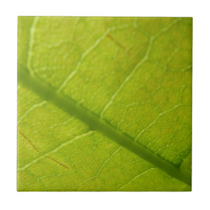 Green Leaf Botanical Nature Photography Tile