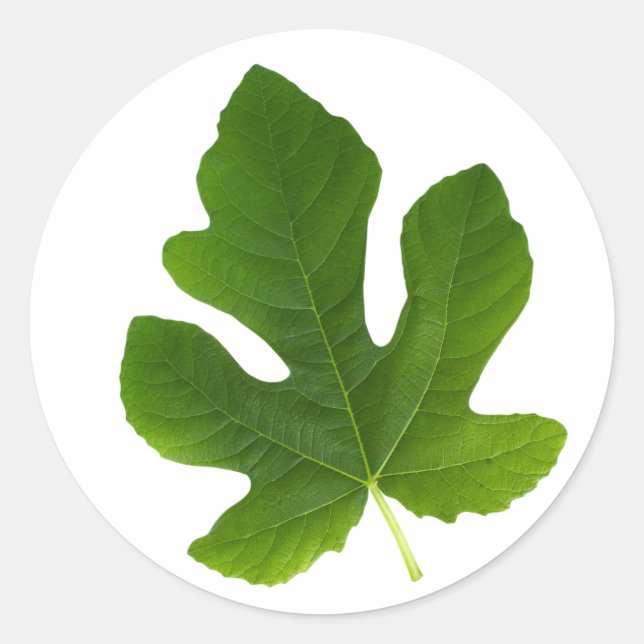 Green leaf closeup isolated on white background classic round sticker (Front)