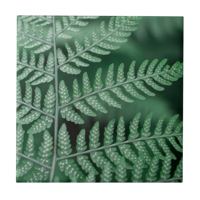 Green Leaf Focused Photo Tile (Front)