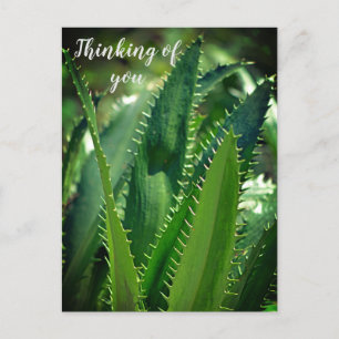 Green Leaf Garden Plant Thinking of You Holiday Postcard