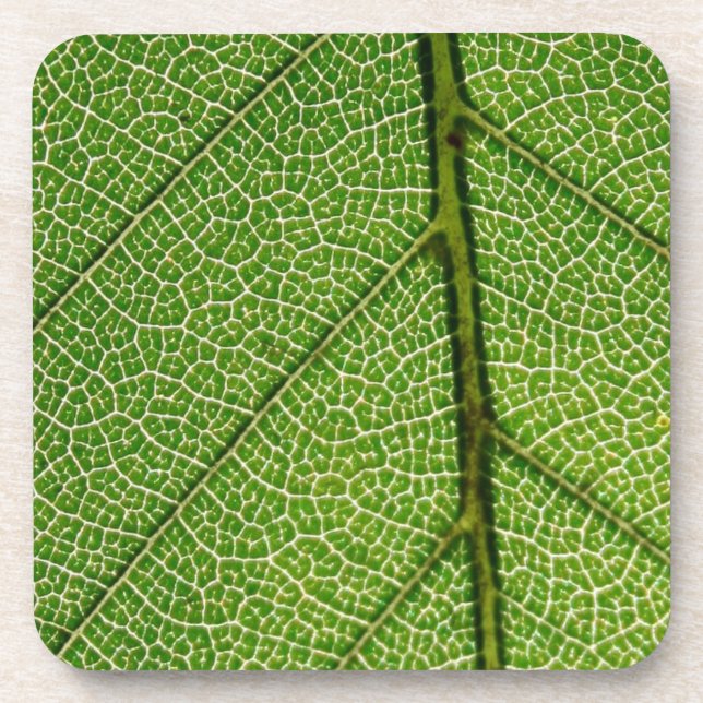 Green Leaf in Detail Coaster (Front)
