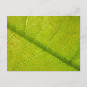 Green Leaf Nature Photography Postcard