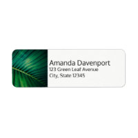 Green Leaf Palm Frond Tropical Nature Photo