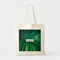 Green Leaf Palm Frond Tropical Nature Photo