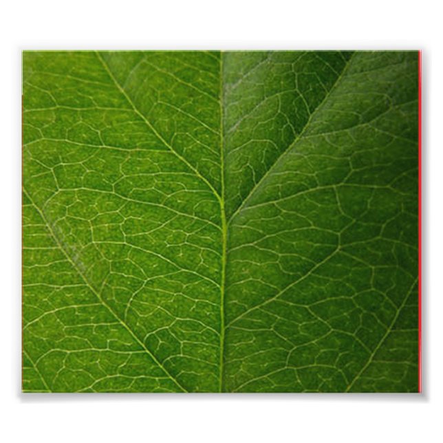 Green Leaf Photo Print (Front)