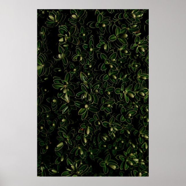 Green leaf plant poster (Front)