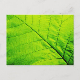 Green Leaf Postcards