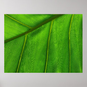 Green leaf poster