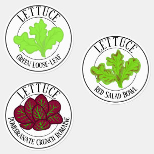 Green-Leaf, Romaine and Red Salad Bowl Lettuce