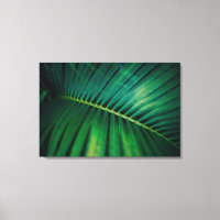 Green Leaf Tropical Forest Nature Photo