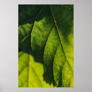 Green Leaf Veins Poster