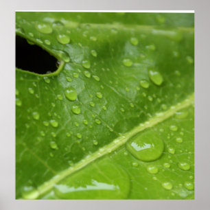 Green Leaf with Raindrops Poster/Print Poster