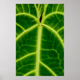 Green-leafed plant poster