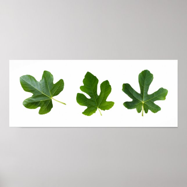 Green leafs closeup isolated on white background poster (Front)