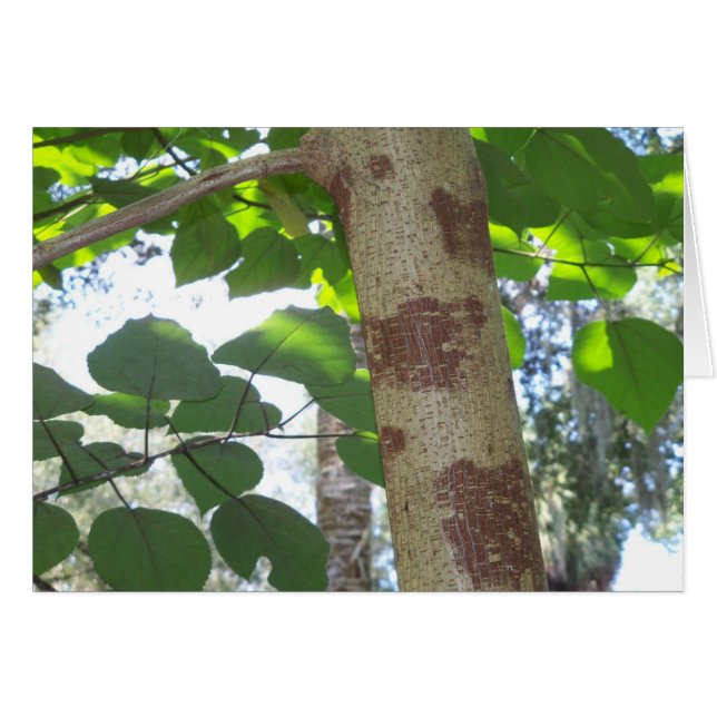 green leaves and tree trunk with cool bark (Front Horizontal)