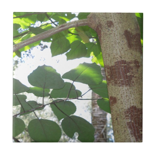 green leaves and tree trunk with cool bark tile (Front)
