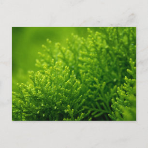 Green leaves background postcard