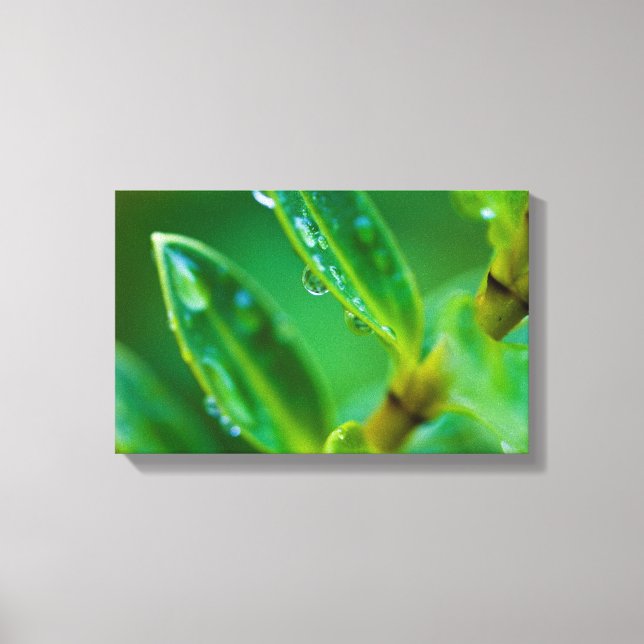 Green leaves Canvas print (Front)