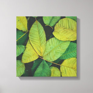 Green Leaves Canvas Print