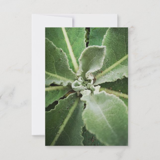 green leaves greeting card  (Front)