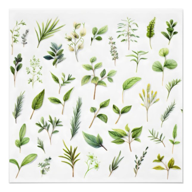 Green Leaves Herbarium Photo Print (Front)