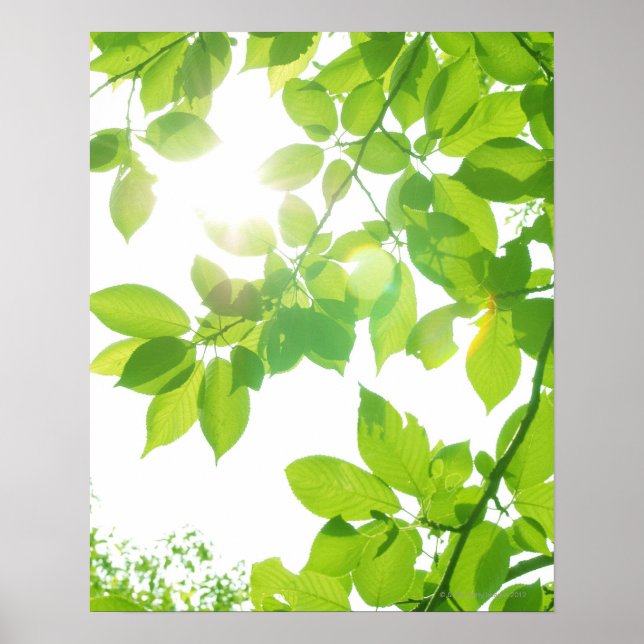 Green leaves in sunlight, close-up poster (Front)