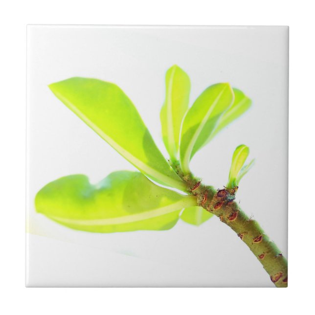 Green Leaves Kudu Lily Nature Feel Tile (Front)