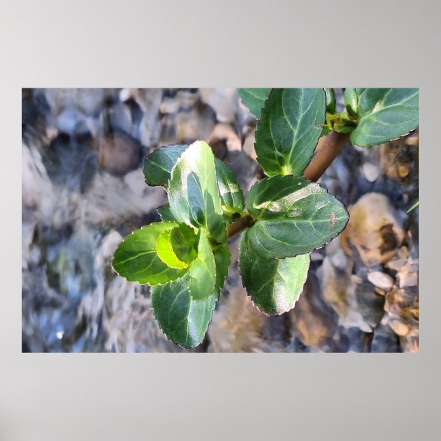 Green Leaves Macro – Botanical Photography Print (Front)
