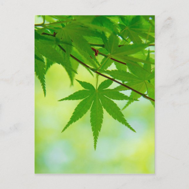 Green leaves of Japanese maple Postcard (Front)