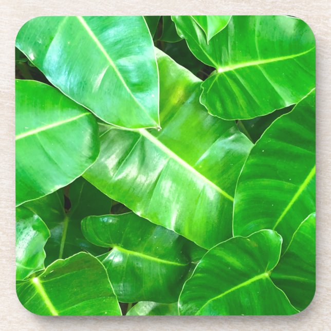 Green leaves Palm Leaf tropical foliage jungle  Coaster (Front)