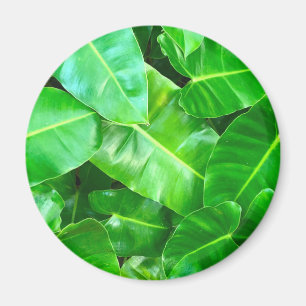 Green leaves Palm Leaf tropical foliage jungle  Magnet