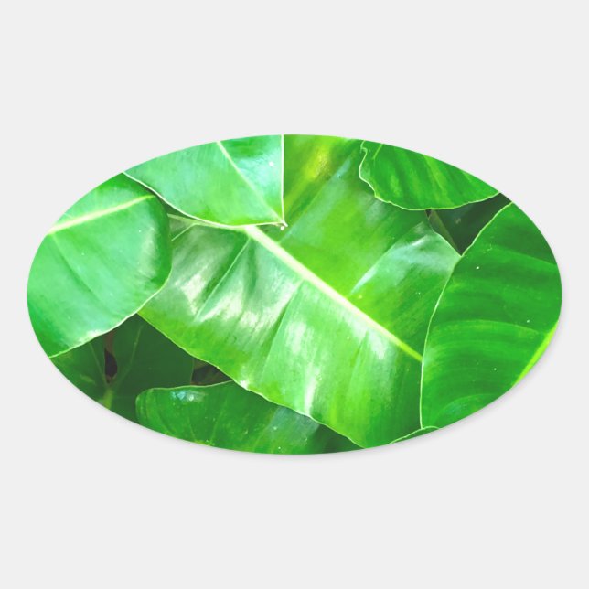 Green leaves Palm Leaf tropical foliage jungle  Oval Sticker (Front)