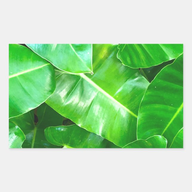 Green leaves Palm Leaf tropical foliage jungle  Rectangular Sticker (Front)