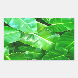 Green leaves Palm Leaf tropical foliage jungle Rectangular Sticker