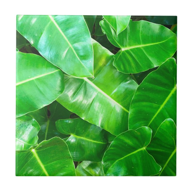 Green leaves Palm Leaf tropical foliage jungle  Tile (Front)