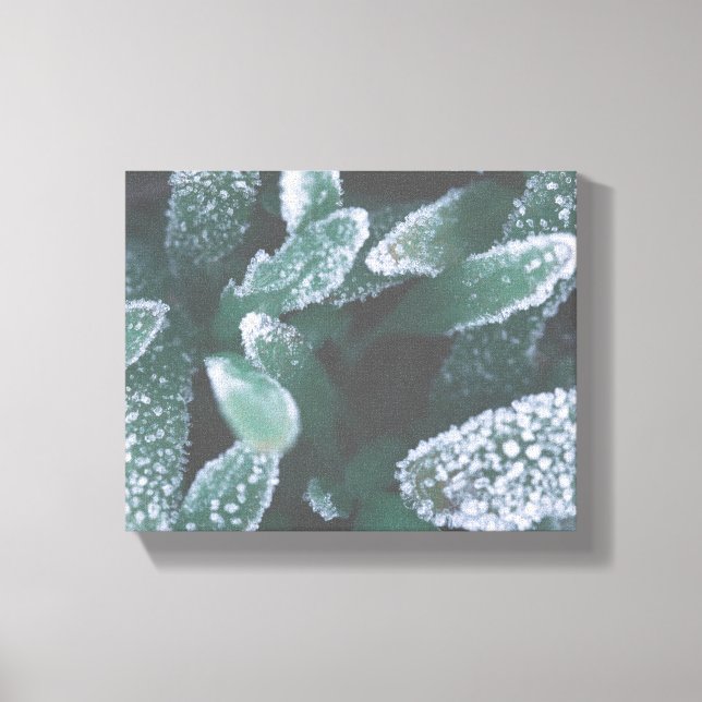 Green Leaves Plant Grass Frozen Frost Canvas Print (Front)