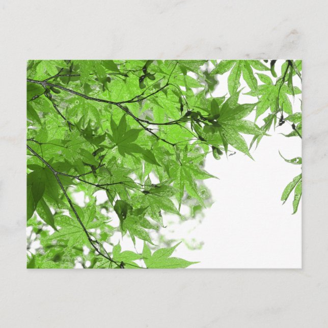 Green Leaves Postcard (Front)