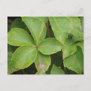 Green Leaves Postcard