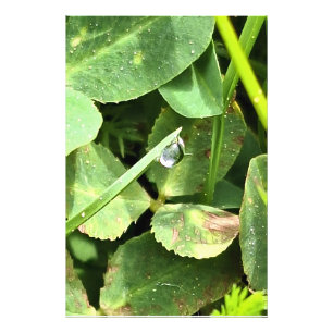 Green Leaves Romania - Botanical Foliage Wall Art