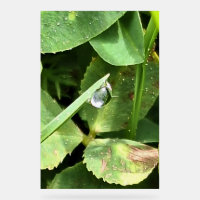 Green Leaves Romania - Botanical Foliage Wall Art