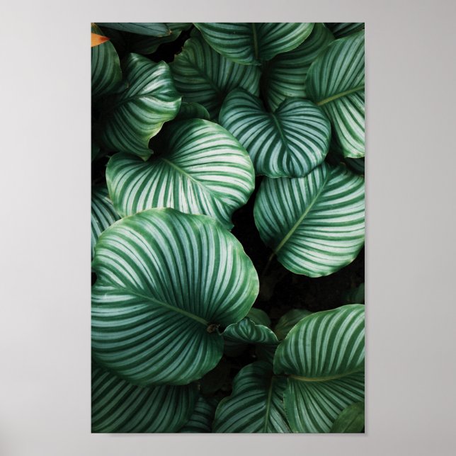 Green leaves with white stripes plant poster (Front)