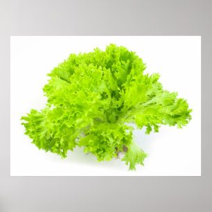 Green lettuce poster
